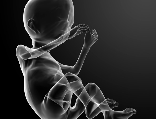 fetus